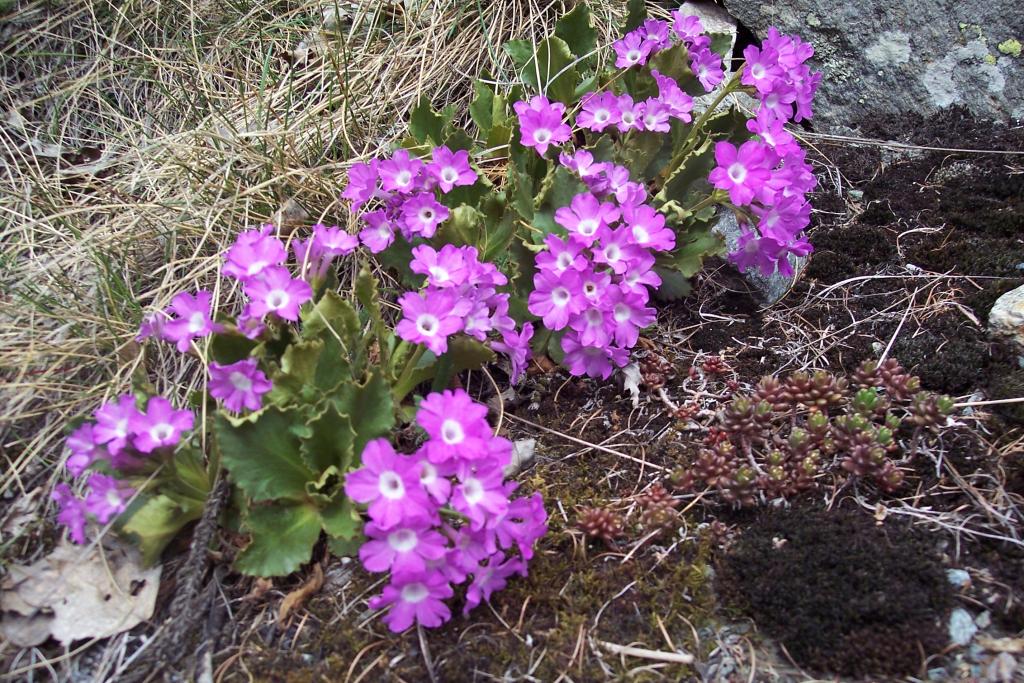 Primula hirsuta / Primula irsuta